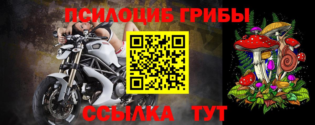 Камышин  Псилоцибиновые грибы Psilocybine cubensis  Псилоцибиновые грибы прущие грибы  Вход с VPN 